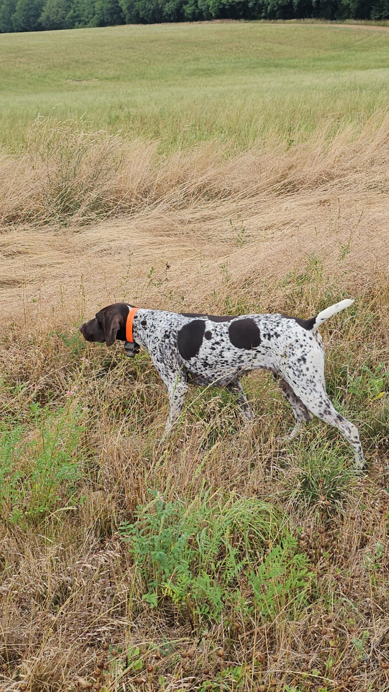 ubis Du rays le dauphin